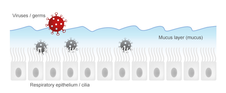 Respiratory mucous membranes