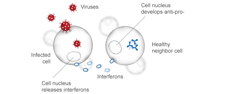 Genes ward off viruses